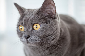 gray cat lying on the window