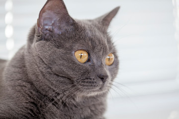 gray cat lying on the window