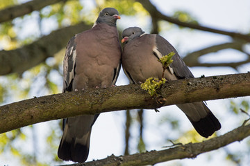 Taubenpärchen, Ringeltauben
