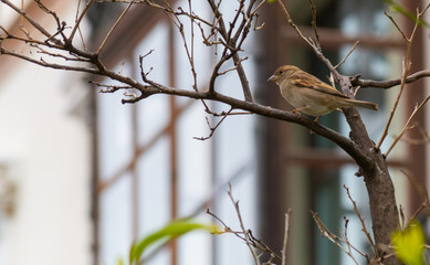 female sparrow perched on a branch with green leaves. bird perched on a branch. brown bird perched on a branch. common bird sparrow from spain.