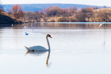 A white swan floats on the river, a lone swan on the water