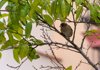 male sparrow perched on a tree. a bird perched on a tree. a brown male bird perched on a tree.