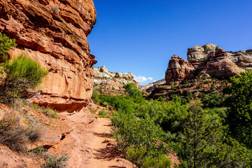 Fototapeta premium red rock canyon