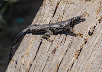 Western Fence Lizard Watching
