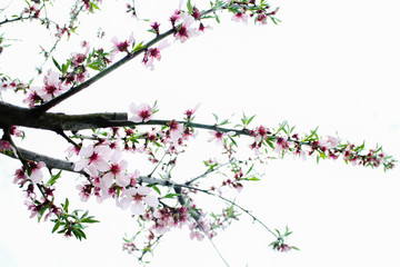 almond blossom in spring