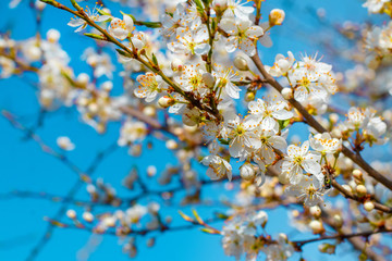 Plum branches with white flowers in sunny weather on blue sky background