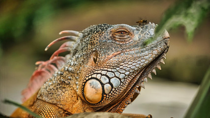 Fototapeta premium close up of an iguana looking at a honeybee sitting on its nose