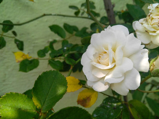 white rose in garden