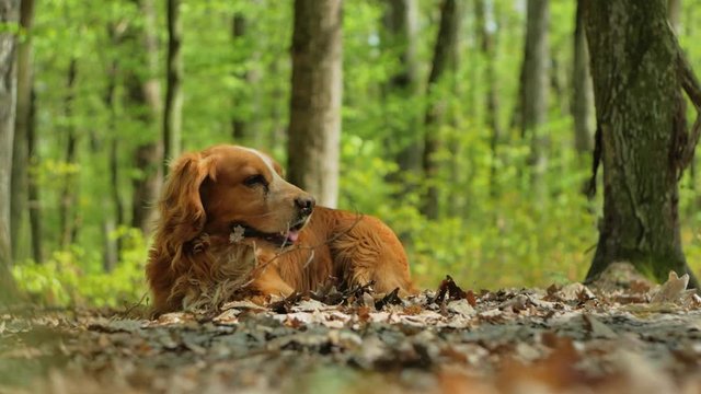 Walking with a dog in the forest, a red spaniel is resting on a forest lawn.