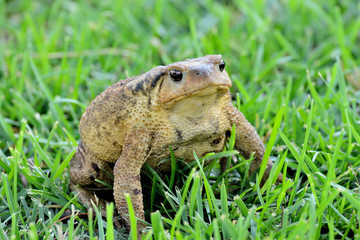 sapo en el parque sobre la hierva verde 