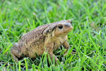 sapo en el parque sobre la hierva verde	