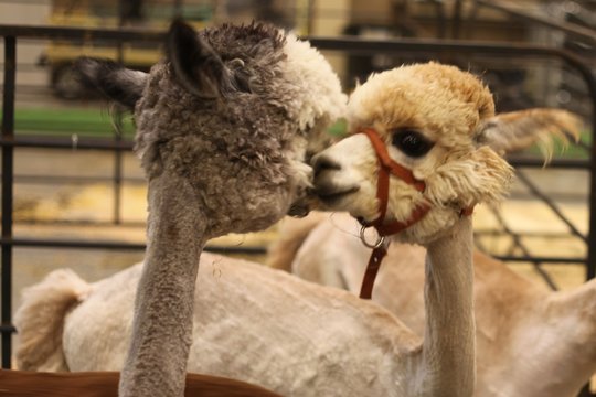 TWO SMALL ALPACA KISSING ONE ANOTHER,  LIAMA, AANIMALS, LONG NECK,