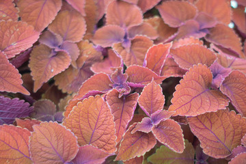 Coleus Foliage