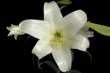 White Easter Lily flower on a black background