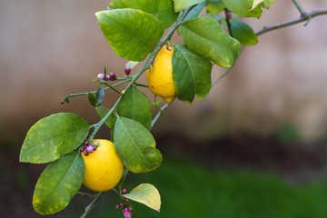 Lemon tree blossom and fresh lemon.