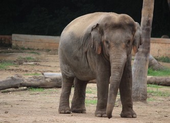 Fototapeta premium elephant in the forest 