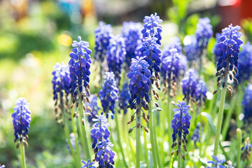 Lupinus, lupin, lupine field with blue flowers. Bunch of lupines summer flower background