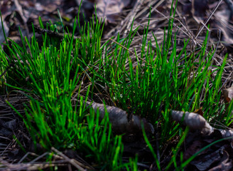 Green grass in dry maple leaves