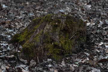 Stump in forest covered with green moss