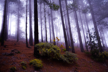 bosque de pinos en gran canaria vegetación silvestre.