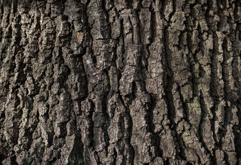 professional background with tree trunk