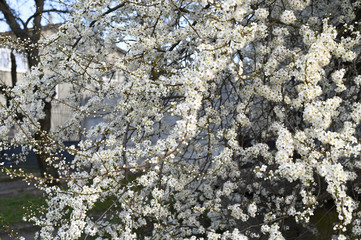 spring buds bloomed. Beautiful floral spring abstract background of nature. Branches of blossoming cherry with soft focus on gentle light green background. Greeting cards with copy space