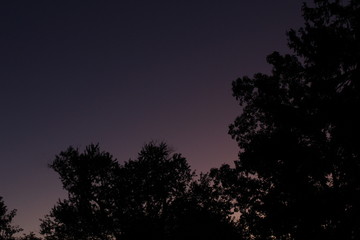 sunset in the forest