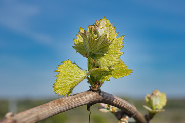 Obraz premium Weinrebenknospe