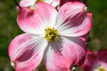 Fototapeta na wymiar Close-up of a flower of the Pink Flowering Dogwood tree (Cornus florida var. ruba)