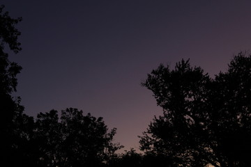 sunset in the forest