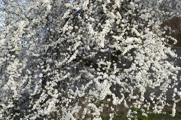 spring buds bloomed. Beautiful floral spring abstract background of nature. Branches of blossoming cherry with soft focus on gentle light green background. Greeting cards with copy space