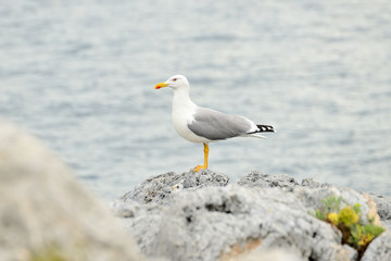 gaviota patiamarilla en acantilado sobre el mar  (larus michahellis) Marbella Andalucía España 