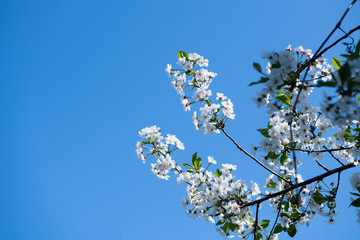 Flowering branches of fruit trees in the spring
