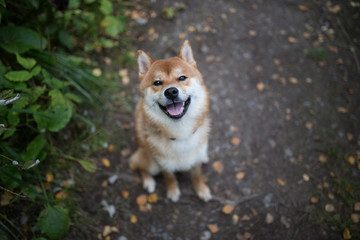 Cute smilling Shiba Inu Dog in the grass