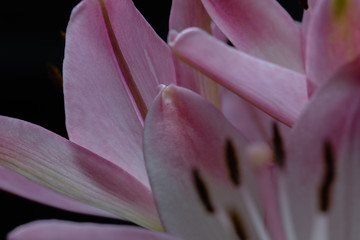 Pink lilies macro