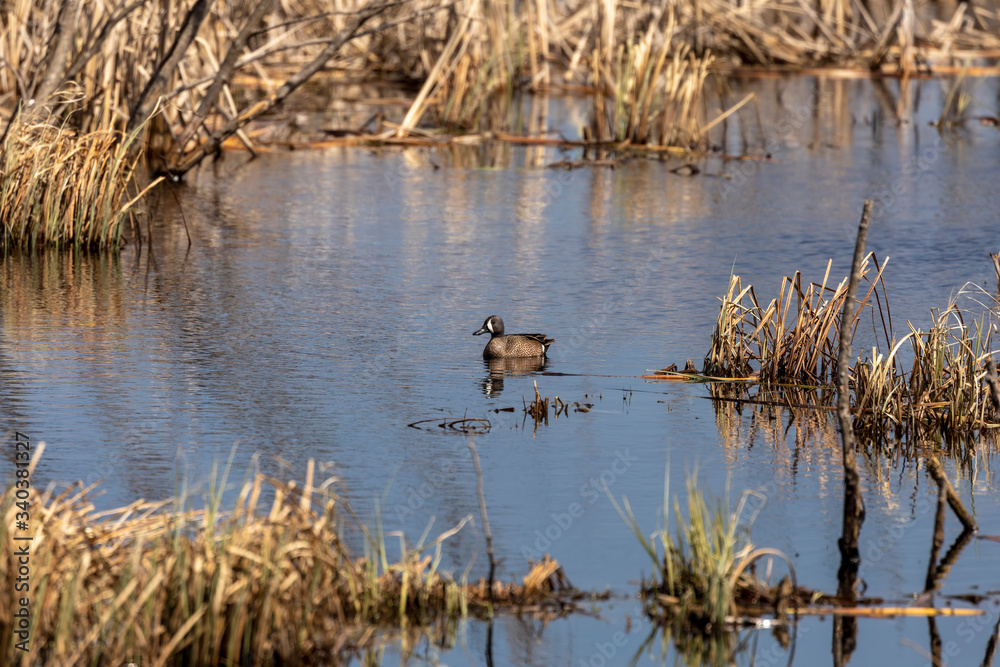 Poster duck. blue - winged teal. smaller american duck in natural environment.