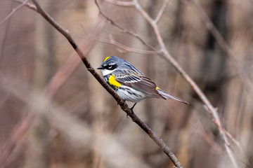 Male Yellow-rumped warbler is a migration birds. North American bird species.