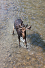 Moose in Velvet Walking in a River