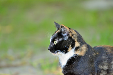 gata tricolor de perfil en la hierva 