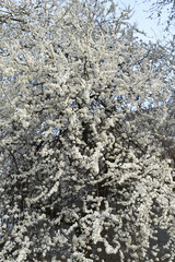 Branches of a blossoming cherry. Greeting cards with copy space. the onset of spring. Blooming tree