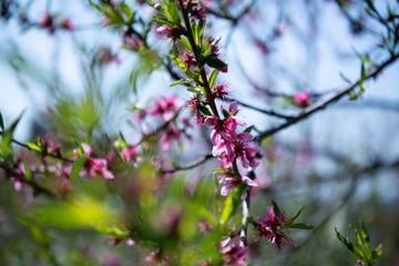 Flowering branches of fruit trees in the spring
