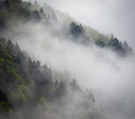 foggy mountain forest I