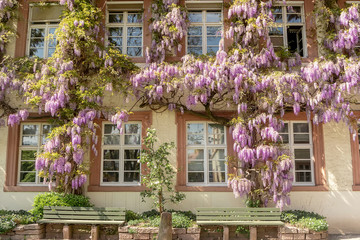 Fototapeta na wymiar Blooming wisteria on the walls of the building