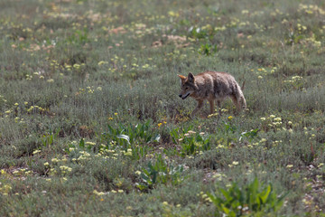 Coyote Walking in a Field