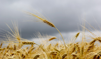 Rye grain harvest on rye field landscape