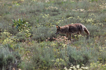 Coyote Walking in a Field