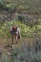Coyote Walking in a Field