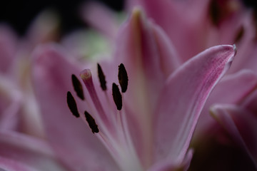 Pink lily flower macro
