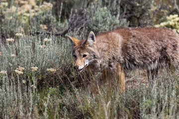 Coyote Walking in a Field