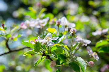 Flowering branches of fruit trees in the spring